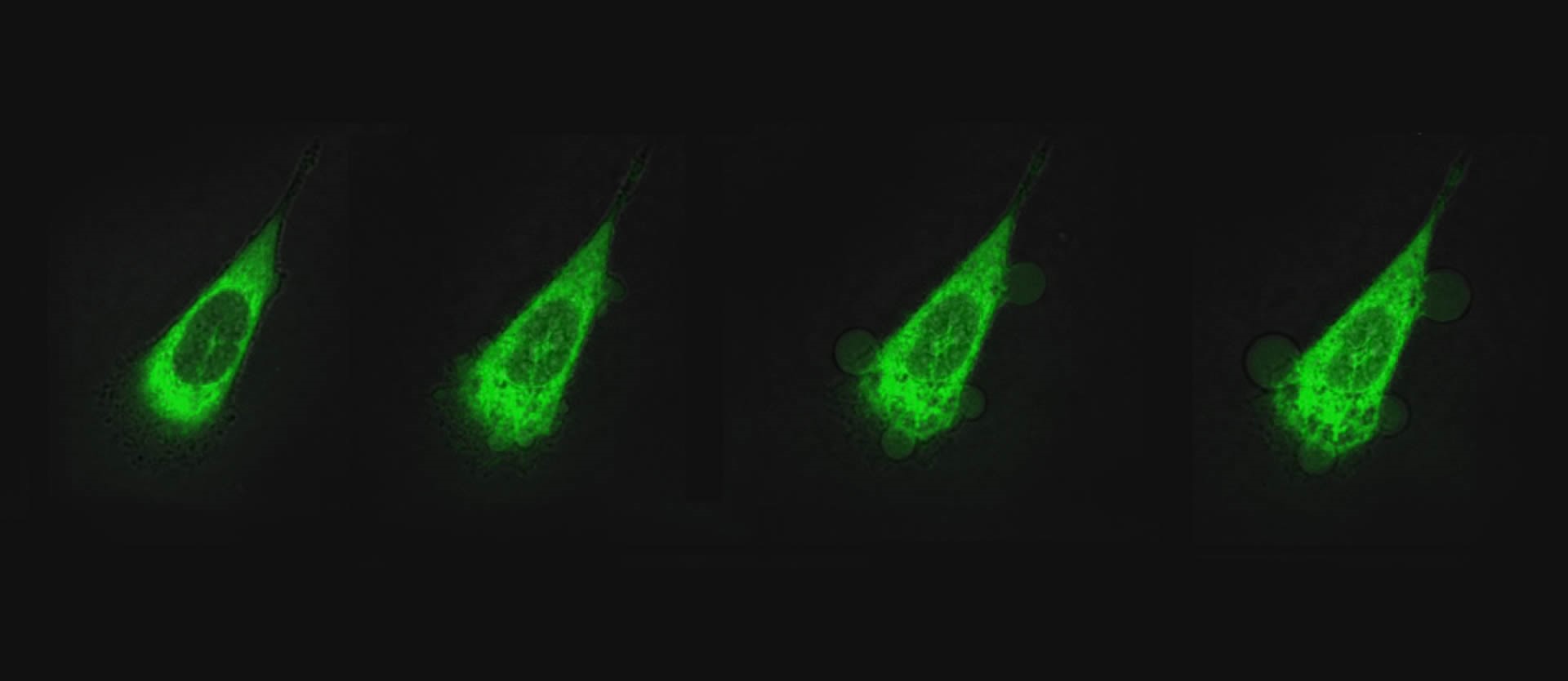 UV-Licht treibt Mini-Bohrer in Krebszellen