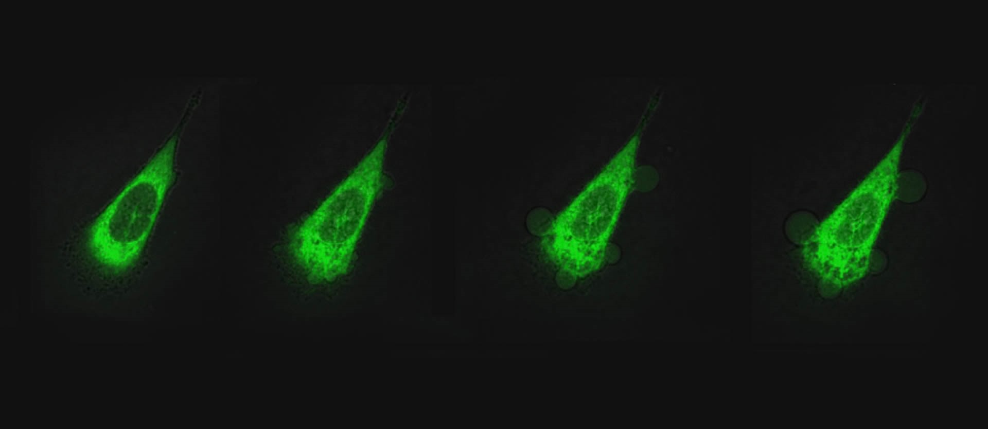 UV-driven drill penetrates cancer cells