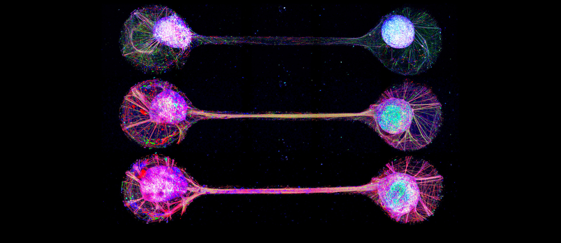 Circuit in the petri dish