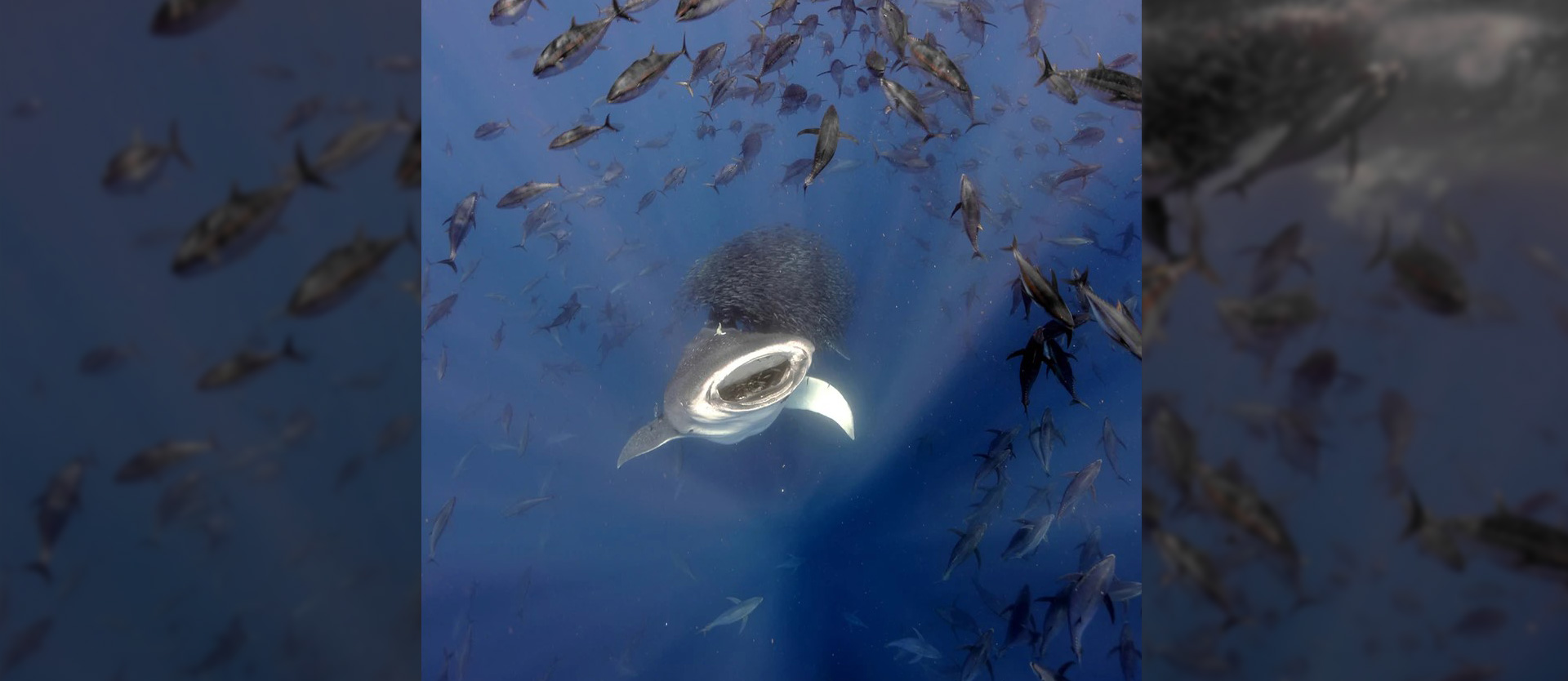 Whale sharks, reefs and a tragic fate