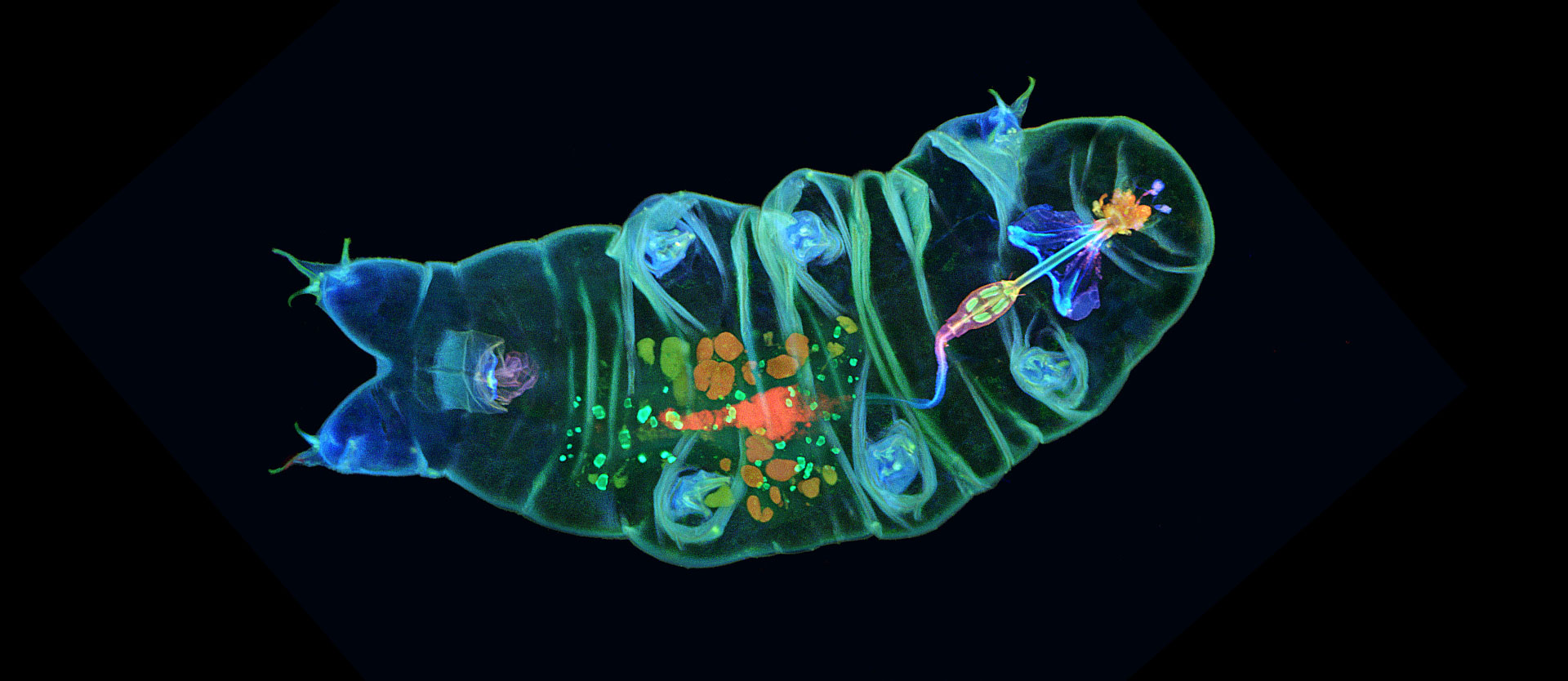  The Internal Anatomy of a Water Bear