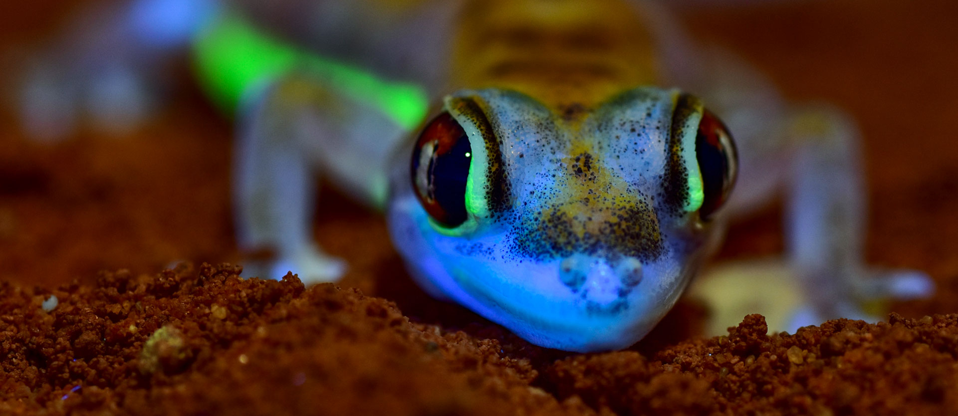 A Green Glow in the Moonlit Desert