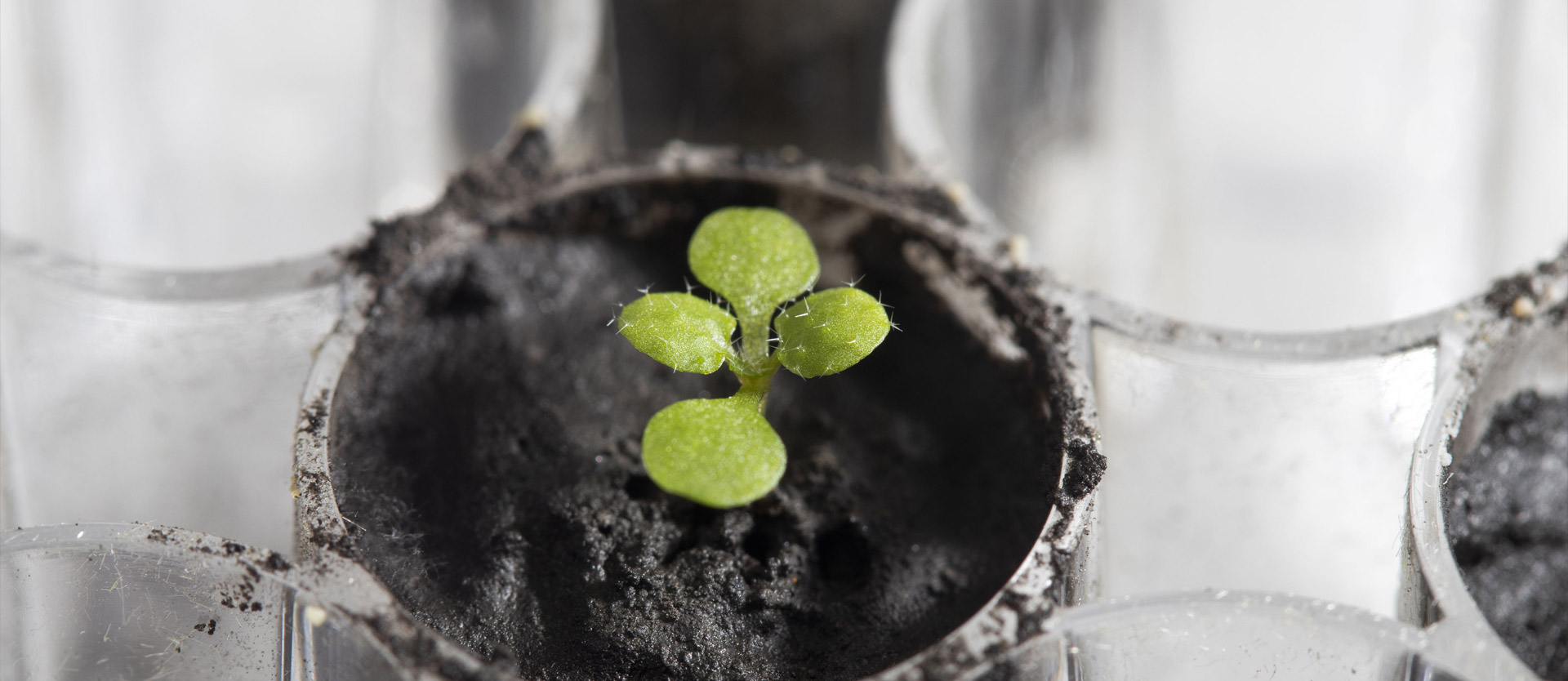 Lunar gardening